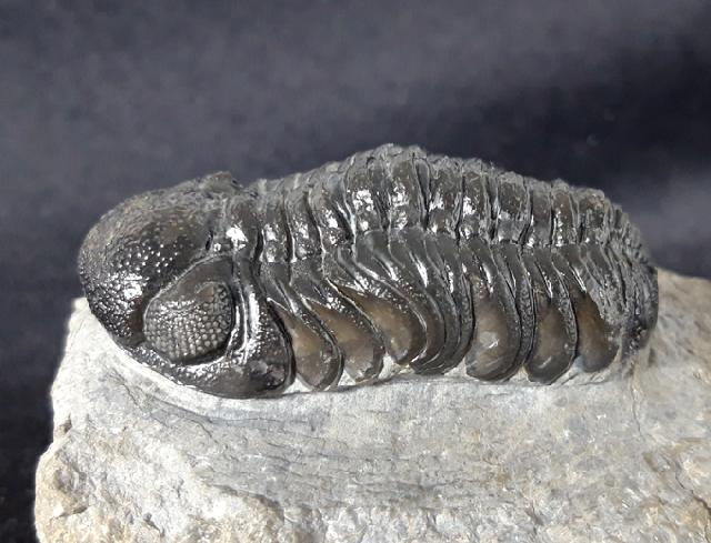 Barrandeops ovatus (McKELLAR & CHATTERTON 2009) - Bild &copy; FossNet FossilienStore